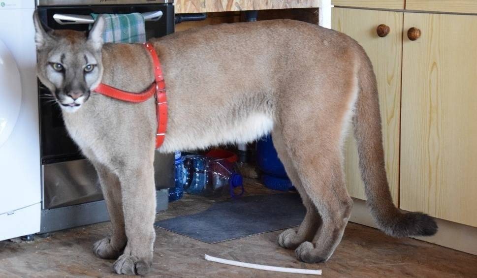 Gdzie jest puma Nubia z Ogrodzieńca? Policja wciąż jej szuka