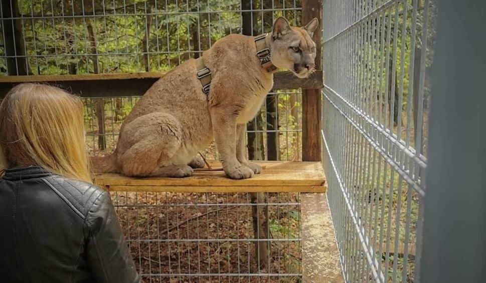 Puma z Ogrodzieńca odnaleziona. Jest w ZOO w Chorzowie