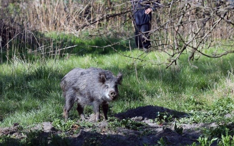 Dziki grasują w centrum Chrzanowa. Mieszkańcy boją się wychodzić z domów. Nie łatwo będzie pozbyć się zwierząt