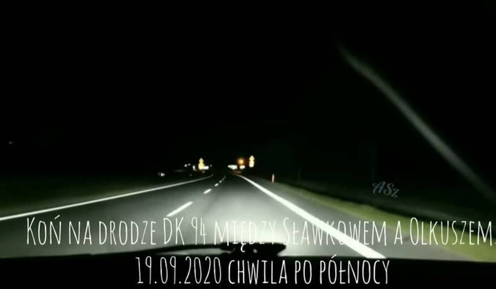 Koń biegał po DK 94 koło Olkusza. Omal nie doszło do tragedii