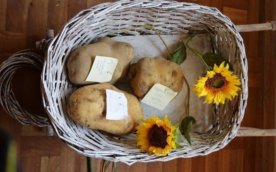 Ziemniak rekordzista z gm. Trzyciąż ma 2,15 kg!