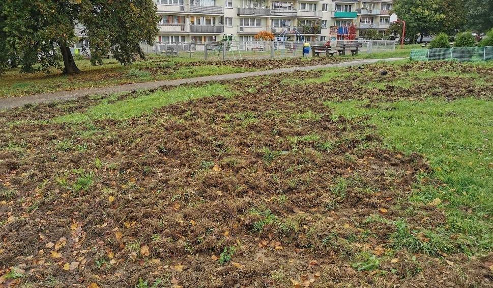 Dziki grasują w centrum Chrzanowa. Buchtują między blokami [ZDJĘCIA]