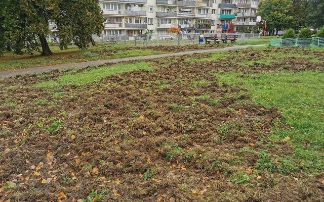 Dziki grasują w centrum Chrzanowa. Buchtują między blokami [ZDJĘCIA]