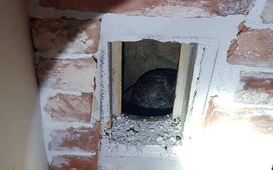 Brzeszcze. Wielka akcja strażaków - sowa utkwiła w kominie