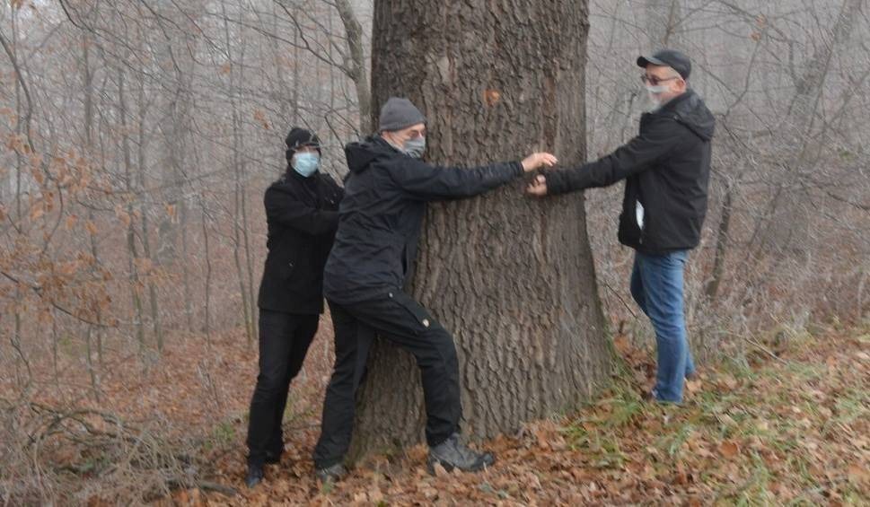 Posłanka z Krakowa interweniowała w pod Wadowicami. Wytną 120-letnie dęby?