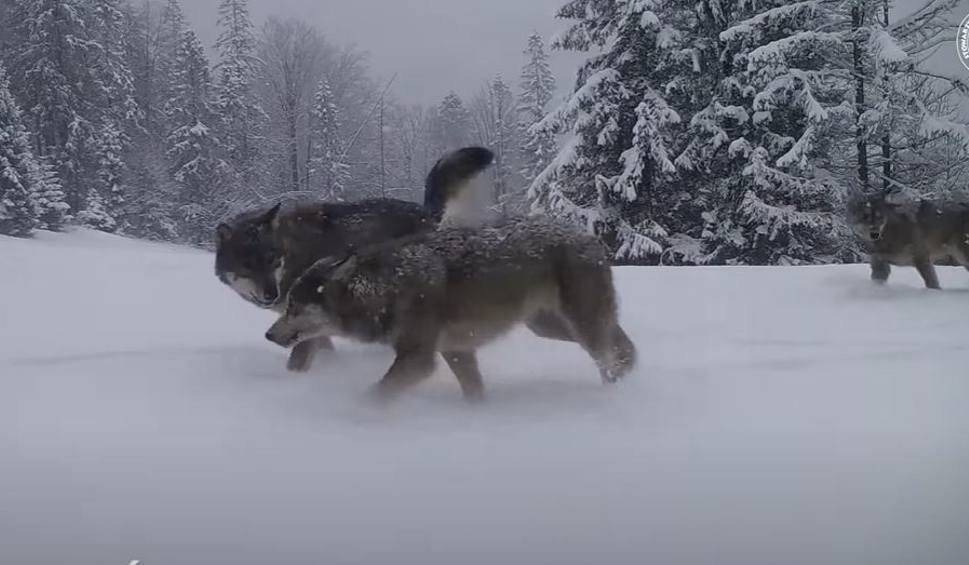 Chcą strzelać do wilków, choć te nikomu nic nie zrobiły