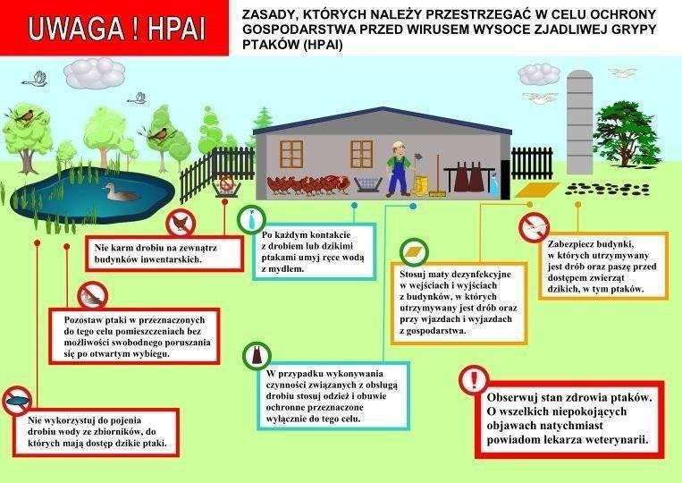 Zasady ochrony przed wysoce zjadliwą grypą ptaków - inf. ważna dla hodowców drobiu / gołębi!