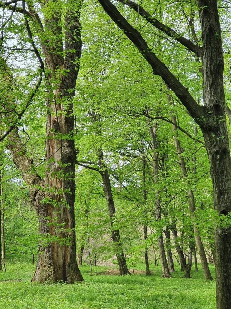 INFORMACJA O PRACACH W PARKU W ZATORZE