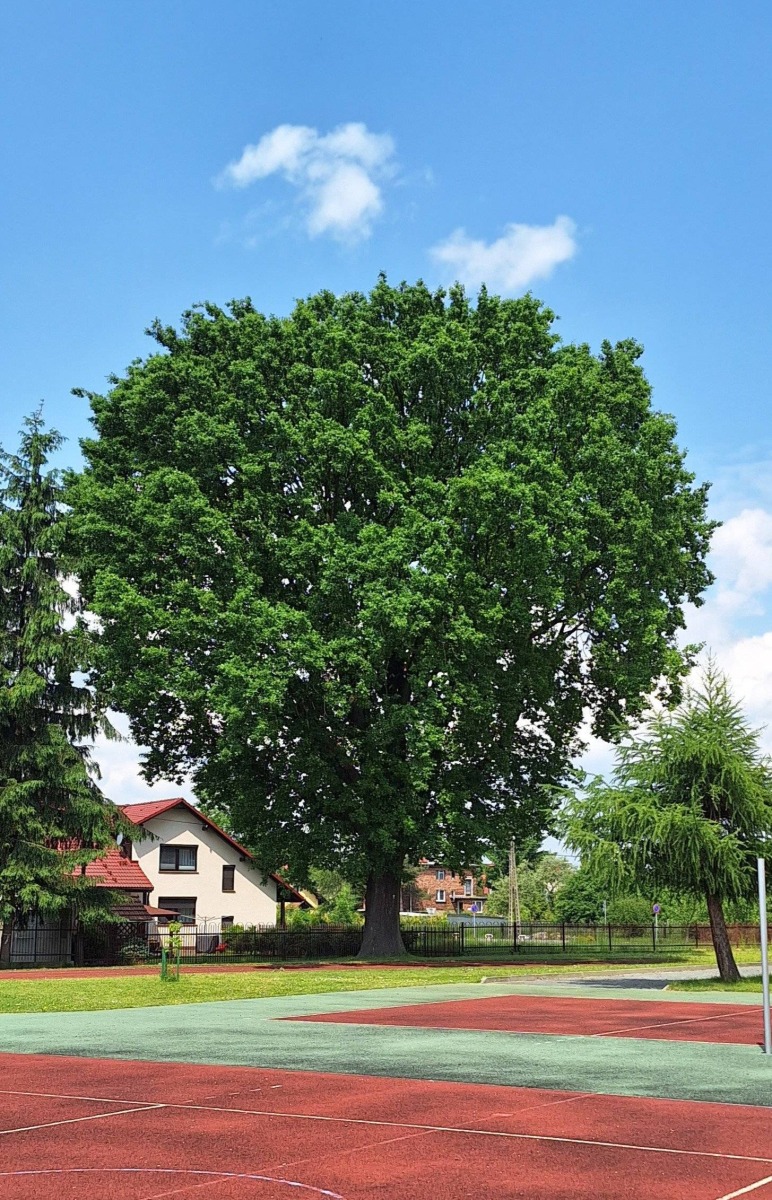 Dąb w Zatorze nowym pomnikiem przyrody