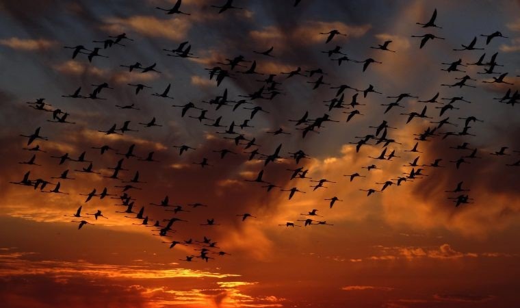 Rozporządzenie uchylające – HPAI