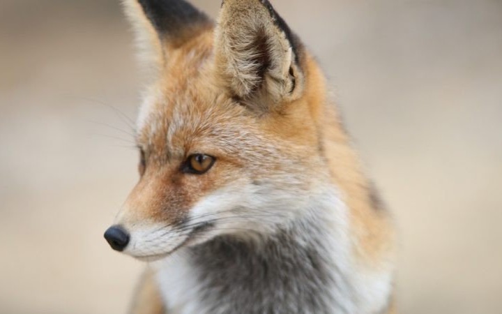 Szczepienia lisów wolno żyjących