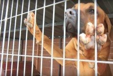 Pomóż ratować dzikie zwierzęta