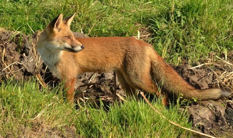 Akcja ochronnego szczepienia lisów przeciwko wściekliźnie