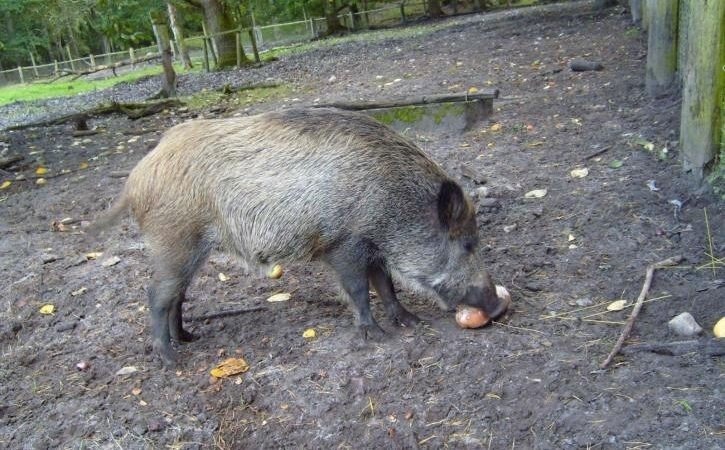 Zagrożenie ASF. Sanitarny odstrzał dzików w naszym powiecie
