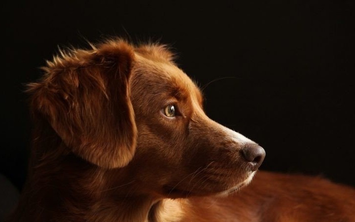 Obowiązkowe szczepienie psów przeciwko wściekliźnie