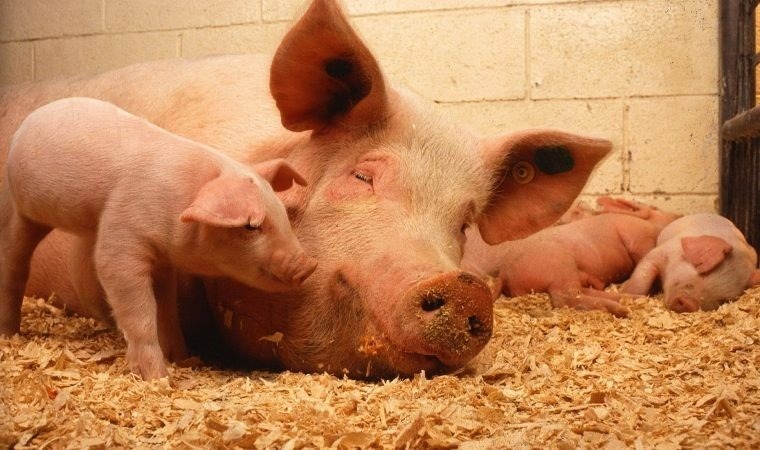 Powiat oświęcimski zagrożony wystąpieniem afrykańskiego pomoru świń