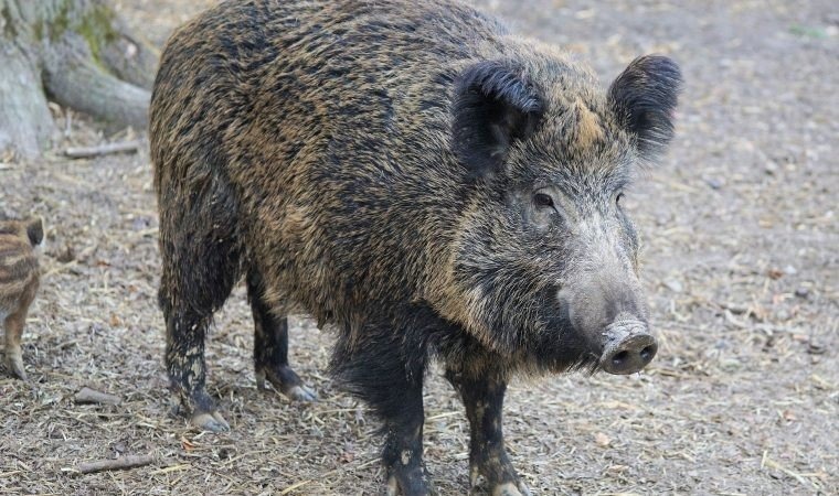 Rozporządzenie w sprawie odstrzału sanitarnego dzików