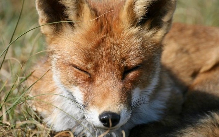 Akcja szczepienia lisów przeciw wściekliźnie