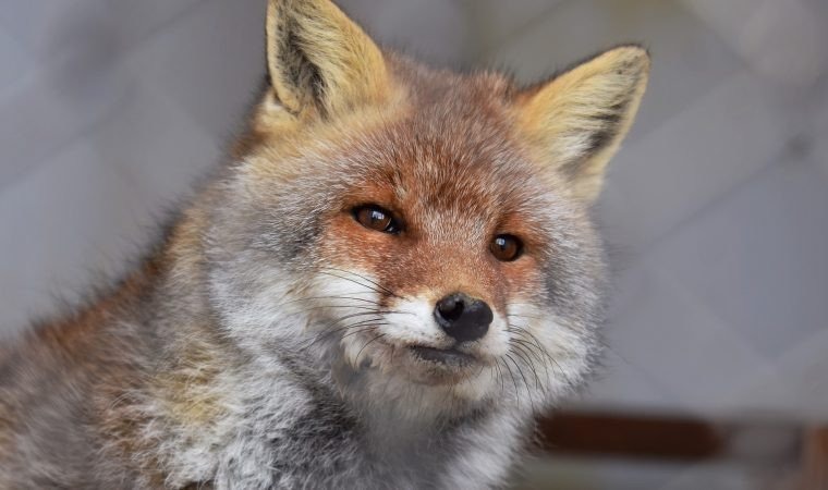 Zbliża się termin szczepienia lisów wolno żyjących przeciwko wściekliźnie