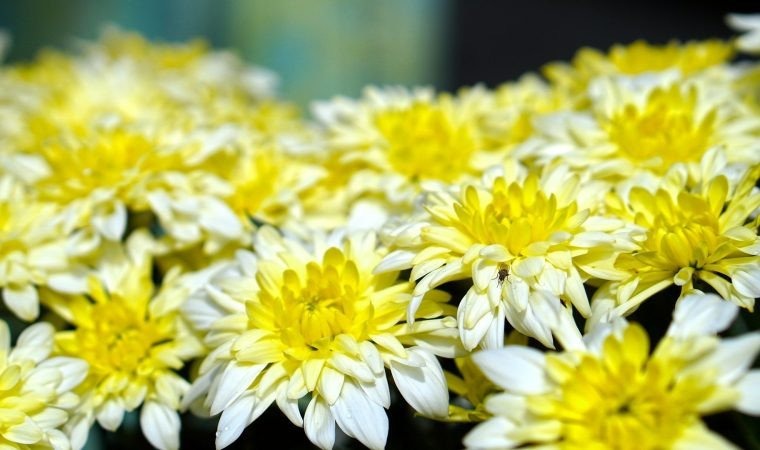 Po zamknięciu cmentarzy przez rząd ARiMR oferuje rekompensatę dla producentów i sprzedawców chryzantem