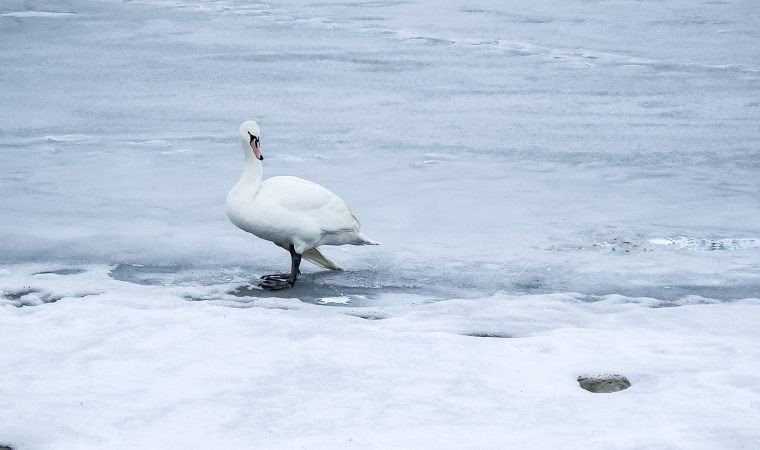 Zjadliwa grypa ptaków. Najbardziej podatne na zachorowanie kaczki, łabędzie i gęsi.