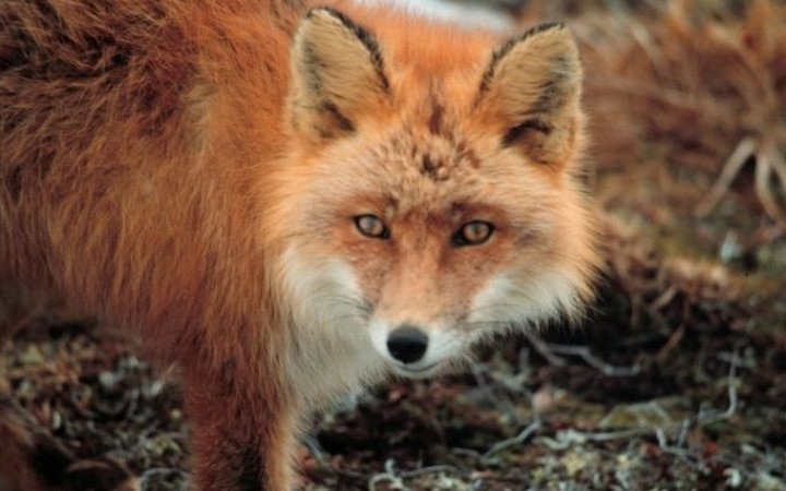 Akcja szczepienia lisów przeciw wściekliźnie