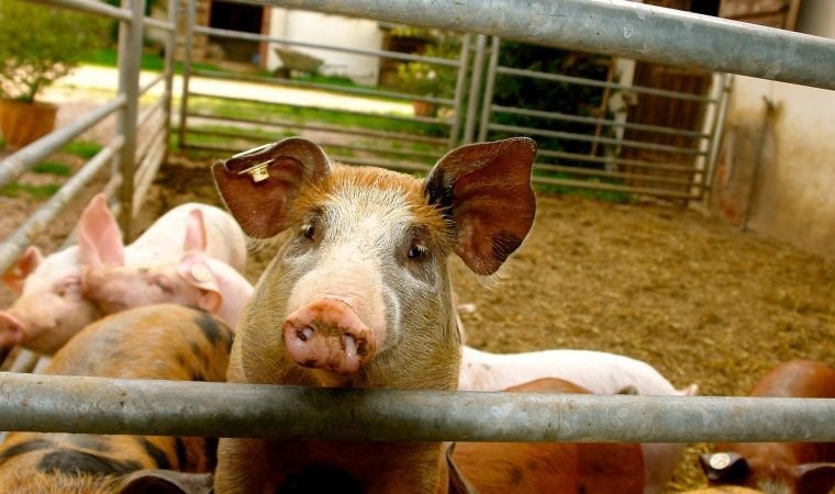 Jak pomóc hodowcom trzody chlewnej w starciu z ASF? Radzi Powiatowy Lekarz Weterynarii w Oświęcimiu
