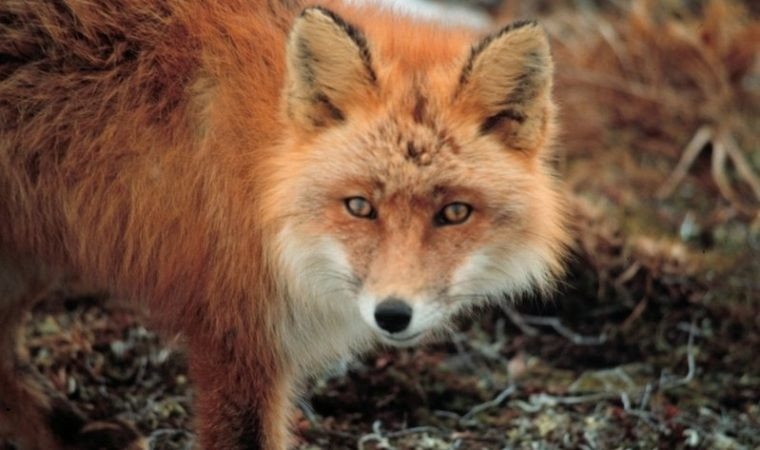 Nowy termin akcji szczepienia lisów przeciw wściekliźnie