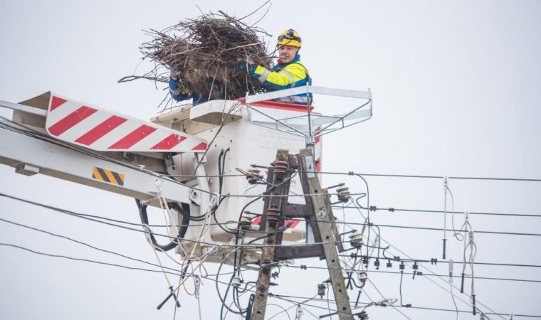 Energetycy zatroszczyli się o bocianie gniazdami w naszym regionie