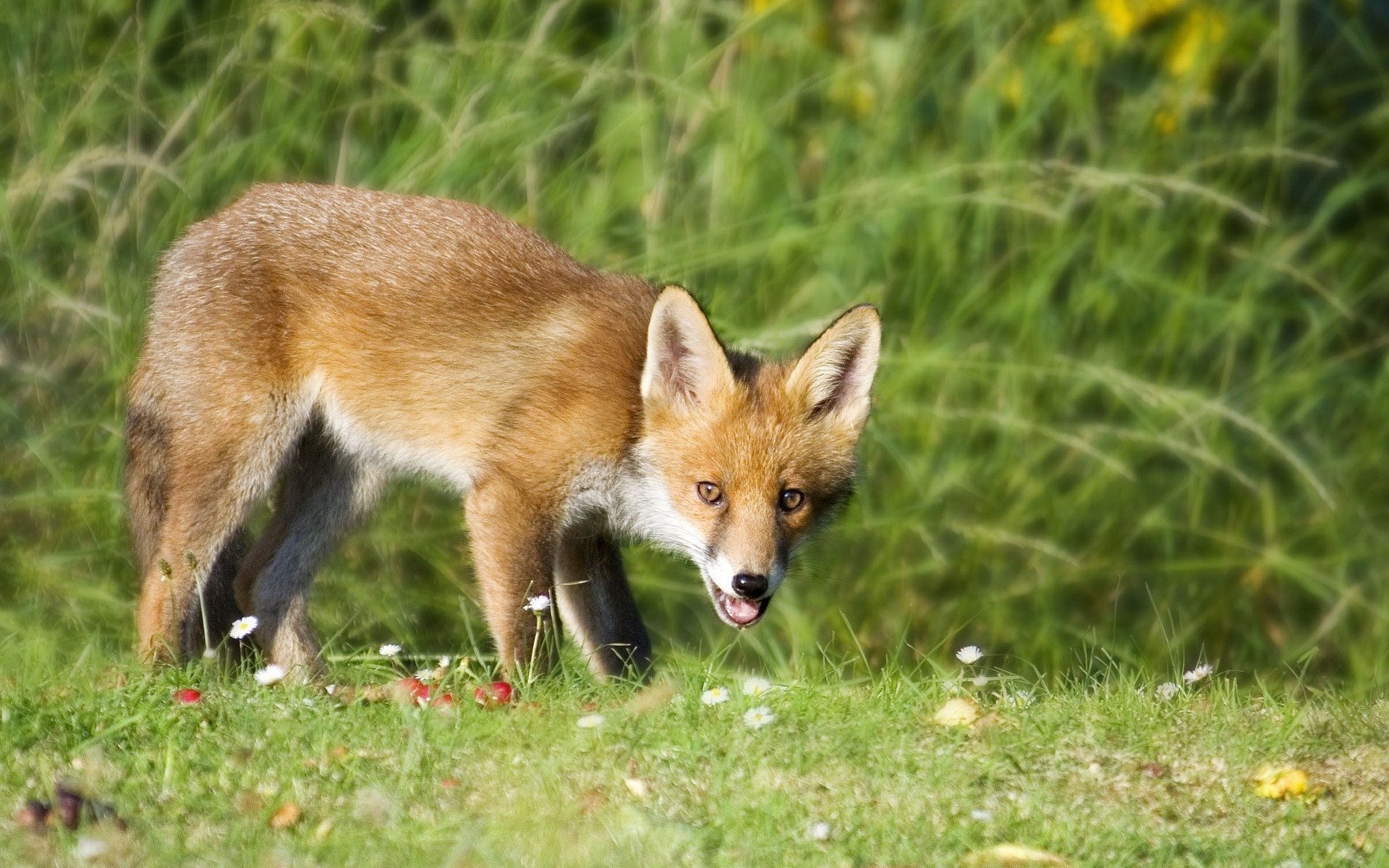 Akcja szczepienia lisów wolno żyjących przeciwko wściekliźnie