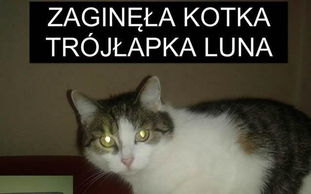 Zaginęła kotka