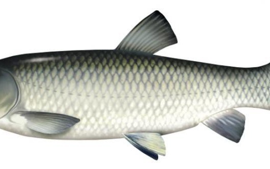 Praca, specjalista do spraw rybactwa