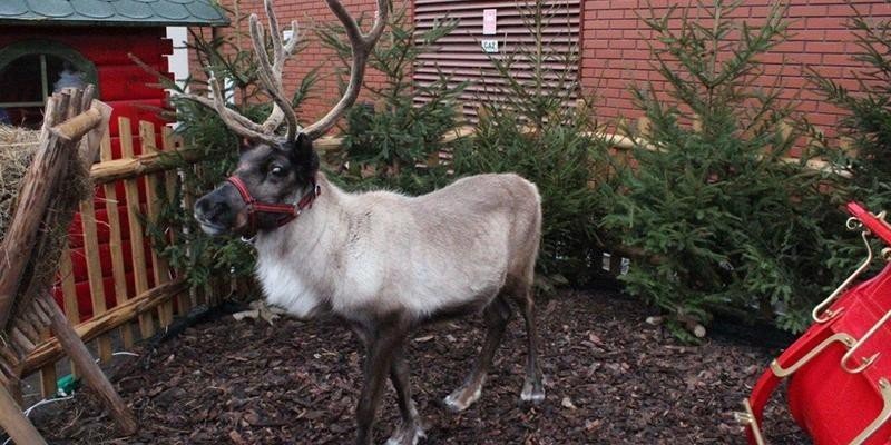 Oświęcim - Święty Mikołaj wraz z zaprzęgiem reniferów opanuje Rynek