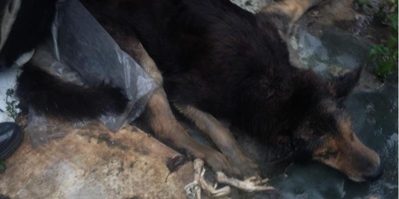 Oświęcim - zamiast uśpić psa, patrzył jak się męczy. 80 - latkowi grożą 2 lata