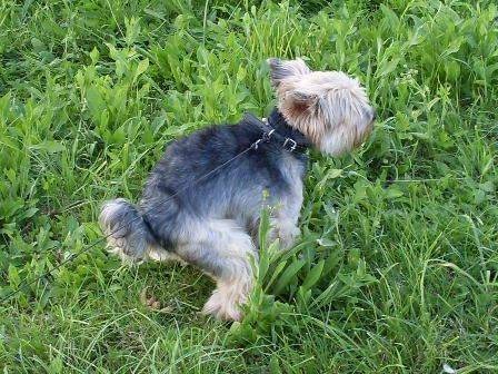 OŚWIĘCIM. Psie kupy wygrywają ze Strażą Miejską