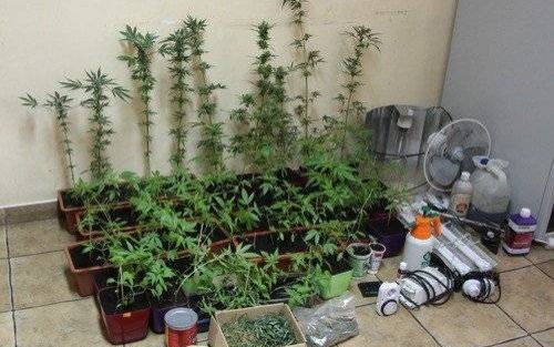 ZATOR. Policjanci zlikwidowali kolejną dużą uprawę konopi indyjskich