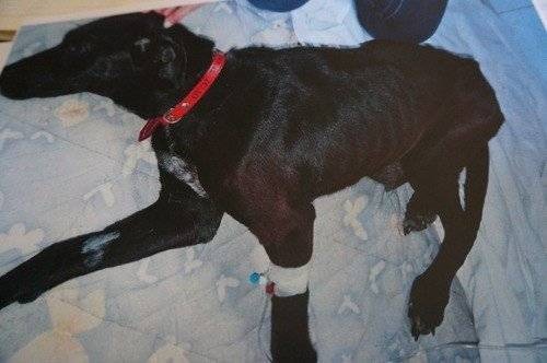 POLICJA. Policjanci i animalsi odebrali psy okrutnym właścicielom