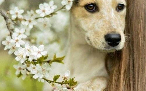 OŚWIĘCIM. Gdzie stawiać schronisko? Dla bezdomnych zwierząt w Oświęcimskiej Przestrzeni Spotkań miejsca brak?