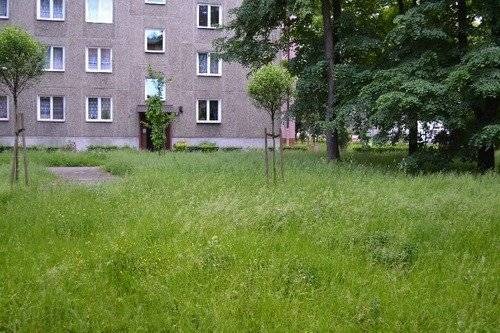 OŚWIĘCIM. Zarastamy niczym afrykański busz! - skwitował Czytelnik. Trawa jest i będzie koszona - zapewnia magistrat