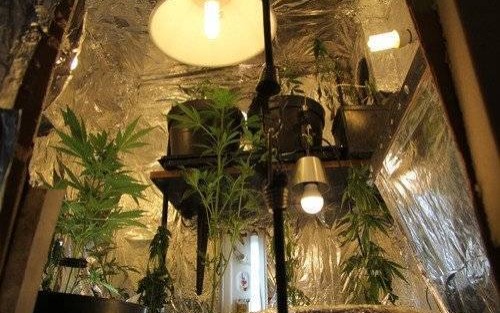 RAJSKO. Plantacja konopi indyjskich w domu