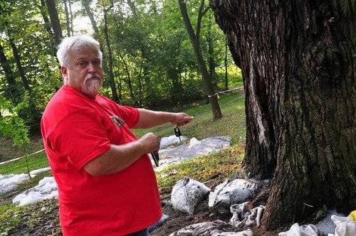 GROJEC. Petardami podpalili ponad 400-letniego dęba - FOTO