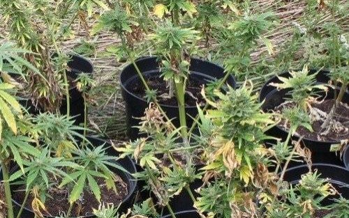 RAJSKO. Konopie indyjskie nad stawami rybnymi