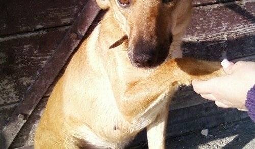 PRZECISZÓW. Chcą pomóc zwierzętom ze schroniska w Oświęcimiu