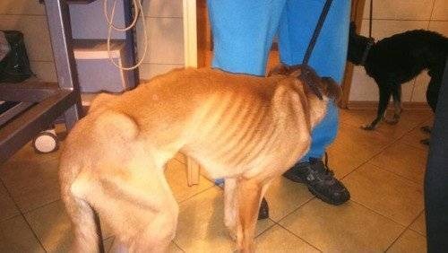 OŚWIĘCIM. Zwierzęta były więzione w mieszkaniu przez kilkanaści dni. Są wycieńczone - ZDJĘCIA