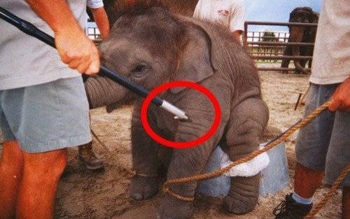 OŚWIĘCIM. Czy Janusz Chwierut stanie w obronie zwierząt wykorzystywanych w pokazach cyrkowych? - ANKIETA