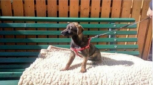 GRABOSZYCE. Przywiązał psa do drzewa. Szczeniaka uratował wędkarz