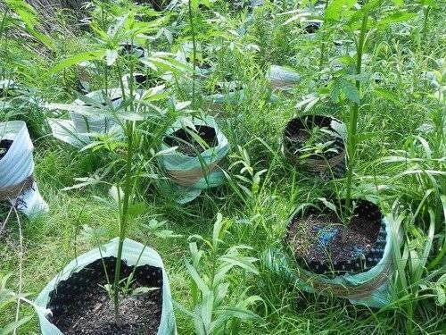 GMINA ZATOR. „Maryśka” na leśnej polance wytropiona przez policjantów. Plantator wciąż nieuchwytny