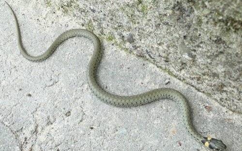 BRZESZCZE. Strach ma duże oczy. Nawet jak wąż jest niewielki...