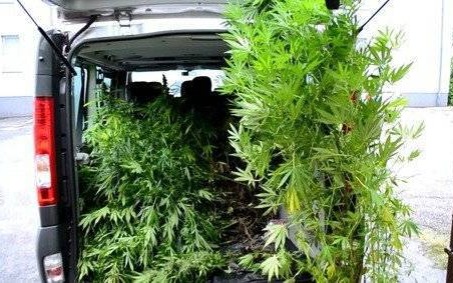 POWIAT. Policjanci zabezpieczyli nielegalną uprawę wartą blisko sto tysięcy złotych