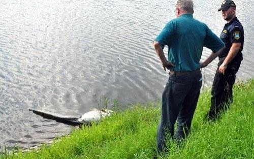 OŚWIĘCIM. S(z)um na Krukach. Czy zdechły sum to ten sam, co złowiony wcześniej przez bramkarza Unii?